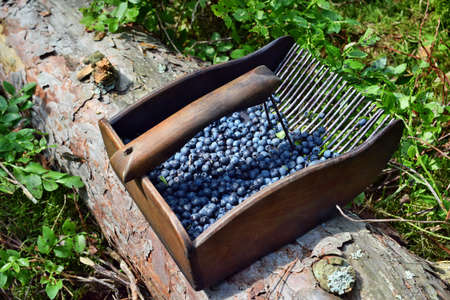 Special comb to picking blueberries in the forest