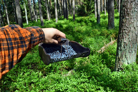 Man is picking blueberries with a special comb in the forestの写真素材