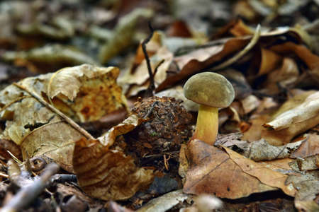 Boletus xerocomus subtomentosus growing in the forest