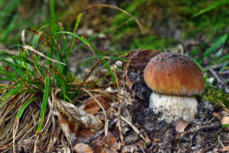 Boletus edulis edible mushroom is growing in the forest