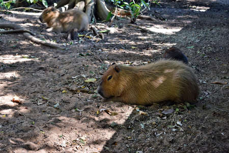 Beautiful capybara grazing on the ground in the park,の写真素材
