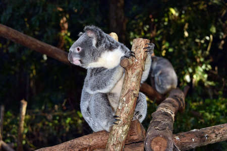 Koala on a tree branch eucalyptus in Australia