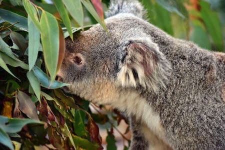Cute koala sitting and eating eucalyptus on a tree branch in Sunshine Coast, Queensland, Australiaの写真素材