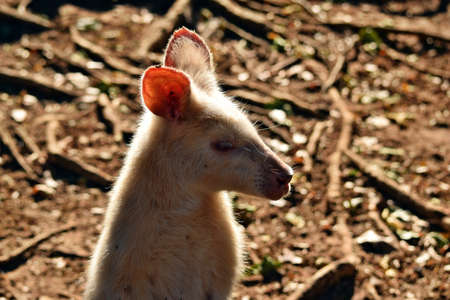 Beautiful rare an albino kangaroo in the park in Australiaの写真素材