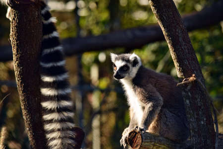Beautiful young ring tailed lemur on branch of tree