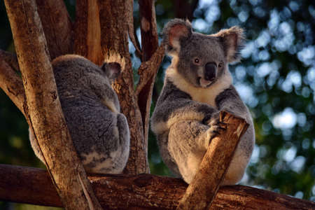 Two cute koalas sitting on a tree branch eucalyptus in Australiaの写真素材