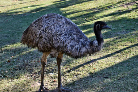 Funny australian emu with big orange eyes (Dromaius novaehollandiae)