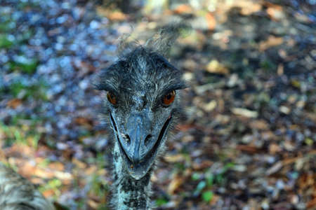 Funny australian emu with big orange eyes (Dromaius novaehollandiae)