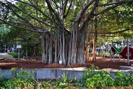 Brisbane, Queensland, Australia, - September 27, 2017: An mazaing and beautiful fig trees in centrumのeditorial素材