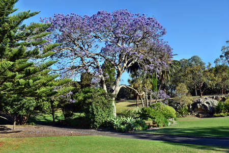 Sydney, New South Wales, Australia, - October 23, 2017: An amazing Jacaranda tree in The Royal...