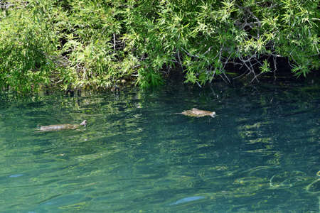 View on the wild turtles at lake Kournasの写真素材