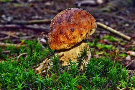 Boletus edulis edible mushroom is growing in the forest