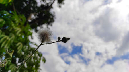 dandelion plants grow wild in the yard in the Cikancung area, Indonesia
