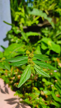 Wild flowers grow in the yard of the house in the Cikancung area, Indonesiaの写真素材