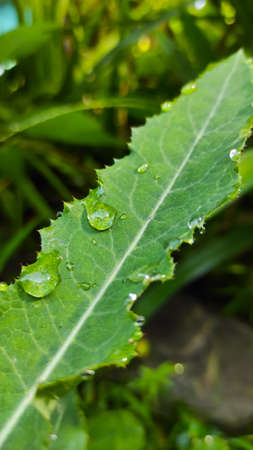 Background texture of water drops on long leaves in the Cikancung area, Indonesiaの写真素材