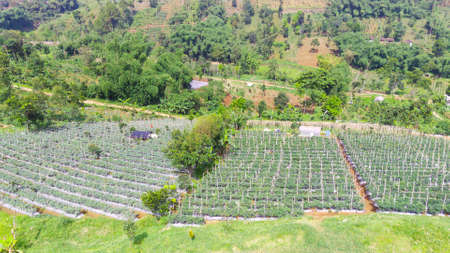 A view of the hillside filled with vegetable plantations in the Cikancung area, Indonesiaの写真素材