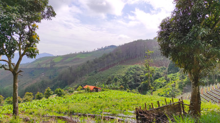 Hill view in the morning in the Cikancung area, Indonesiaの写真素材
