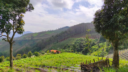 Hill view in the morning in the Cikancung area, Indonesiaの写真素材