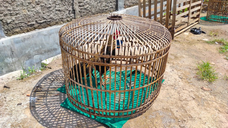 Abstract Defocused A rooster is caged in a bamboo cage on a hot day in the Cikancung area, Indonesiaの写真素材