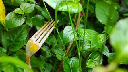 a fork in the middle of a park in the Cikancung area, Indonesiaの写真素材