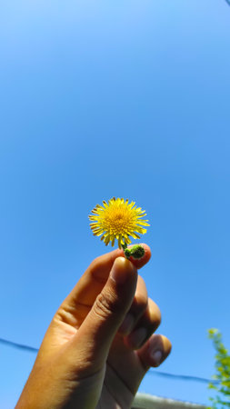 Abstract Defocused Tiny little flower petals against a cloudless blue sky in the background in the...