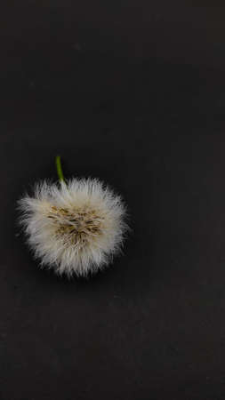 White dandelion flower isolated on black background, Not Focusの写真素材