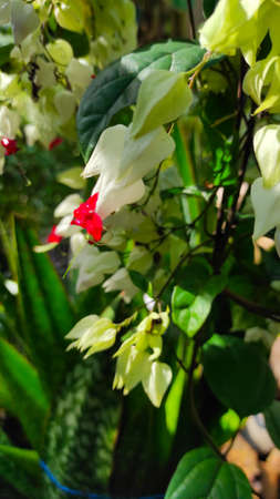 Abstract Defocused White flower buds with red pistils in the Pangandaran area, Indonesia