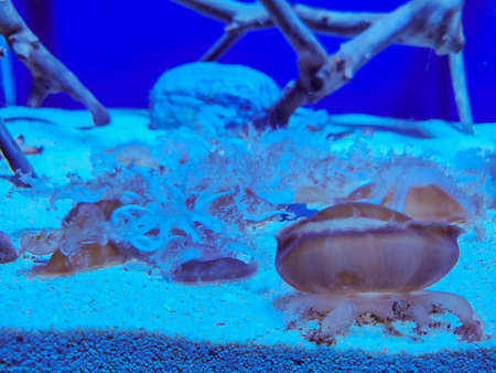 Jellyfish in the aquariumの写真素材