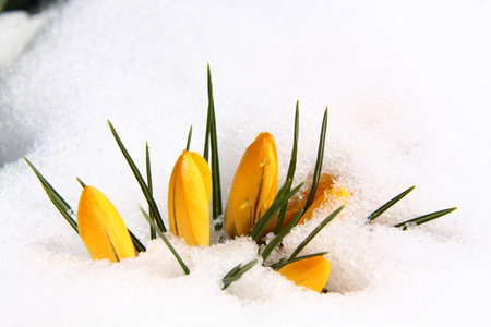 Spring yellow crocuses covered with melting snowの写真素材