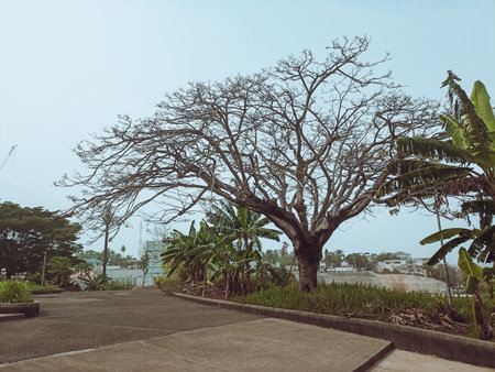 tree in the park, vintage style and color tone for background.の写真素材