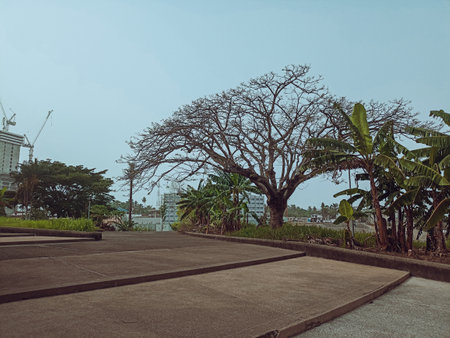Trees in a park in the city of Abidjanの写真素材