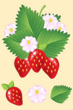 Ripe juicy red strawberries isolated with leaves and flowers. Vector illustrationのイラスト素材