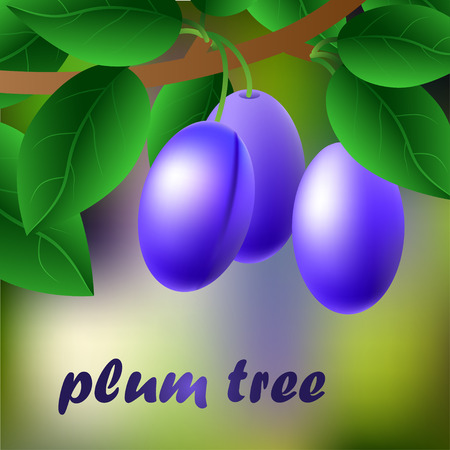 Blue-black, juicy, sweet plums on a branch for your design. Vector illustrationのイラスト素材