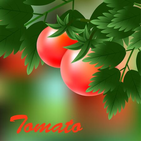 Red, juicy, ripe tomatoes growing on the green branch. Vector illustrationのイラスト素材
