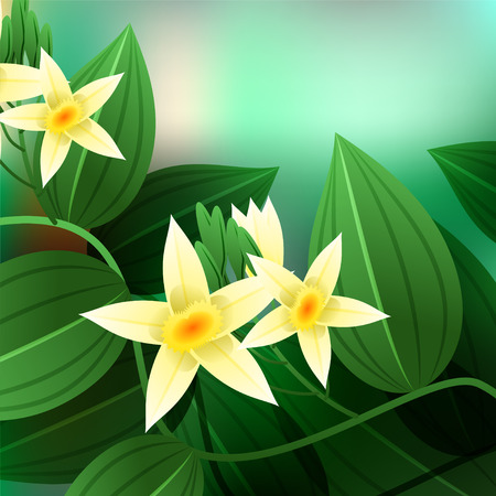 Vanilla orchid, Vanila planifolia, with green leaves and aerial roots. illustrationの写真素材