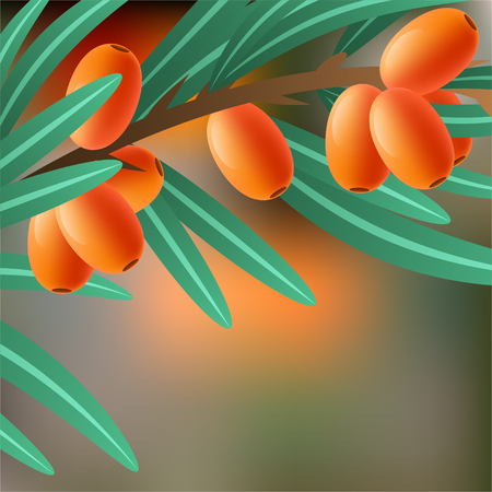 Orange, juicy, therapeutic sea-buckthorn on a branch for your design. illustrationの写真素材