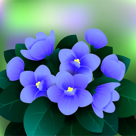 Beautiful spring flowers Saintpaulia. Cards or your design with space for text. illustrationの写真素材
