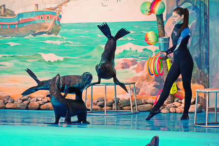 KIEV, UKRAINE - July 20, 2016: Performance of fur seals in the dolphinarium. Divingのeditorial素材