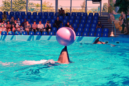 KIEV, UKRAINE - July 20, 2016: Performance of dolphins in the Dolphinarium Divingのeditorial素材