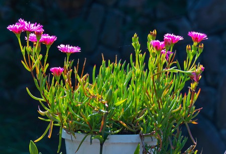small beautiful flowers of pink carpobrotus in a white pot close upの写真素材