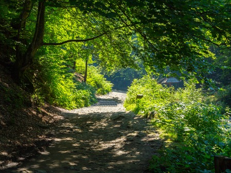 The shadows of the branches hanging over the dirt road and the roof of the well visible in the...