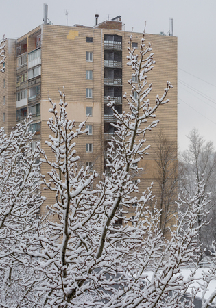 snow-covered tree against the backdrop of a tall houseの写真素材