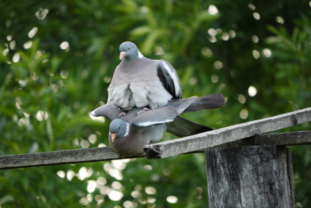 two pigeons steaming on a wooden translated into the background of greenery in the parkの写真素材