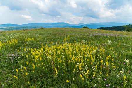 On the field, flowers and flowers bloom in different colors. You can pick a bouquet to your girlfriendの写真素材