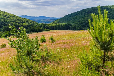 Meadow with grass on a low descent from the hill with a beautiful view of the slopes overgrown with...