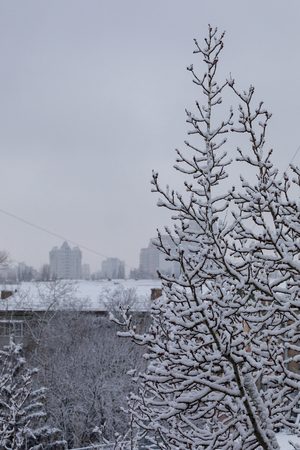 Winter street with snow-covered tree branches and iced roofs houseの写真素材