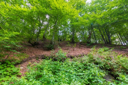 The slope in the forest is strewn with fallen leaves covered with sparse bushes and trees on top with young green leaves.の写真素材