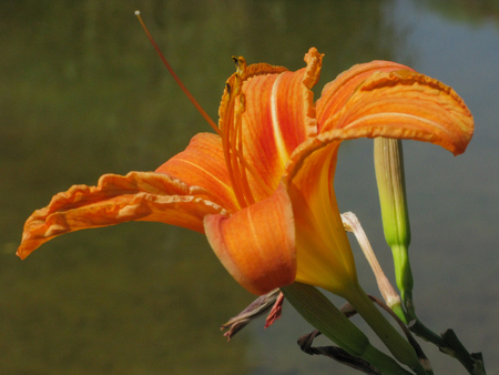 Flower of an orange lily with delicate petals. She pulls her antennae toward the sunの写真素材