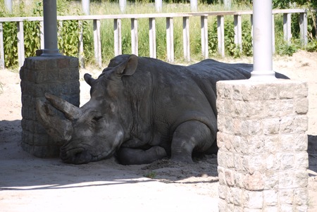 The rhinoceros hid from the heat and the scorching sun in the shade of the canopyの写真素材