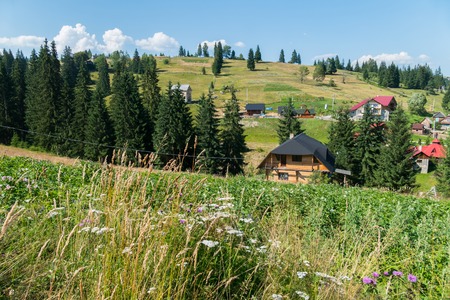 Blooming field of motley grass and houses in the backgroundの写真素材